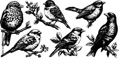 Vintage bird illustration set with hand-drawn engravings. Features detailed black outlines on branches and leaves in a nature vector style.