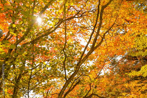 Autumn maple leaves glowing in sunlight（木漏れ日に輝くモミジの紅葉） 