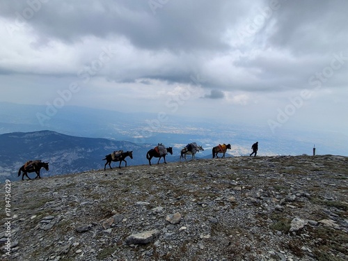 Donkeys grazing on Mount Olympus, Greece