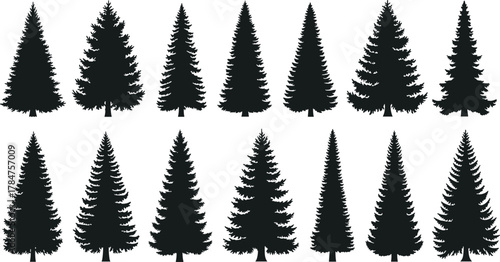 Conifer tree silhouette set, pine fir spruce vector collection, forest evergreen shapes, black botanical icons, nature graphic elements, illustration