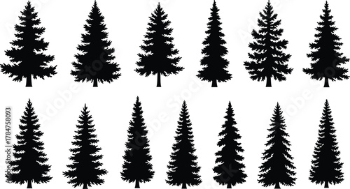 Evergreen tree silhouette collection, pine fir spruce vector set, forest conifer shapes, black botanical icons, nature graphic elements