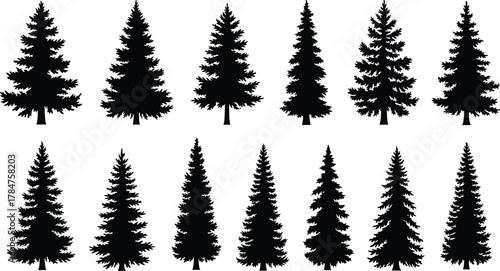 Evergreen tree silhouettes, coniferous forest icons, pine tree shapes, black vector trees, nature elements, botanical symbols, isolated foliage forms