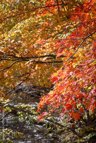 Vibrant red and yellow Japanese maple leaves in autumn forest