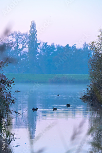Canvas Print Misty Morning Swim: Coots on Calm Water in the Biesbosch Wetlands at Blue Hour
