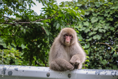 Wild Japanese Macaque Monkey sitting on a guardrail in Japan