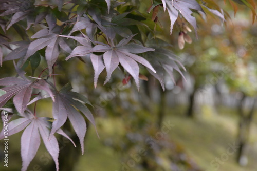 A deep purple maple quietly rests in the stillness of autumn — a serene and dreamlike scene.

深い紫に染まるもみじが、静かな秋の空気に包まれて佇む。幻想的で静寂を感じる一枚