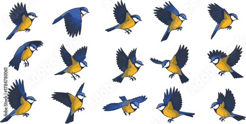 Blue yellow bird flight sequence, sixteen poses, wing position study, avian motion reference, vector icons, cad drawing flat vector illustration