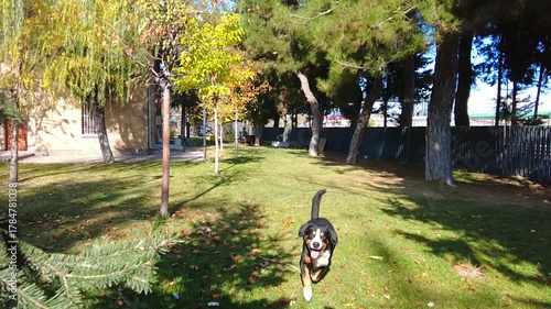 A dog runs across a beautiful lawn on a sunny autumn day.