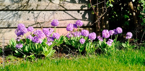 Purple Primula Denticulata in flower