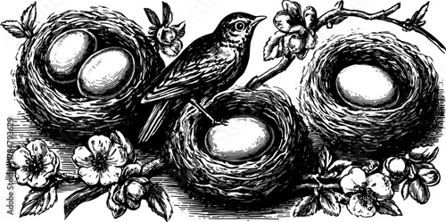 Bird in a nest with eggs and flowers. Detailed vector illustration in vintage engraving style, featuring ornate line design in a set format.
