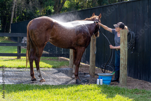 A woman washing her quarter horse in Florida