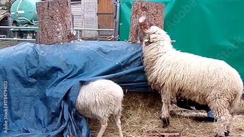Two white sheep are eating hay