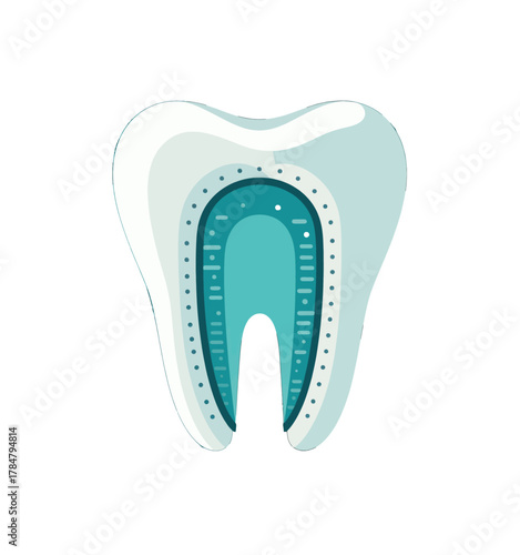 Cross Section View of Human Tooth Anatomy Illustration