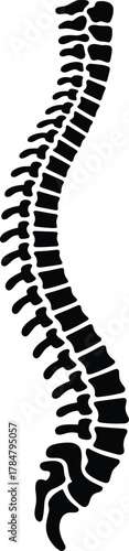 Human spine anatomy vector illustration in black and white detail