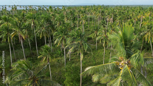 Plantation of coconut palm trees on tropical island