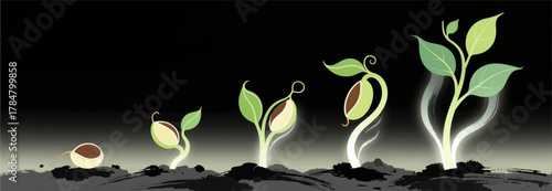Seed Germination Growth Stages Illustration