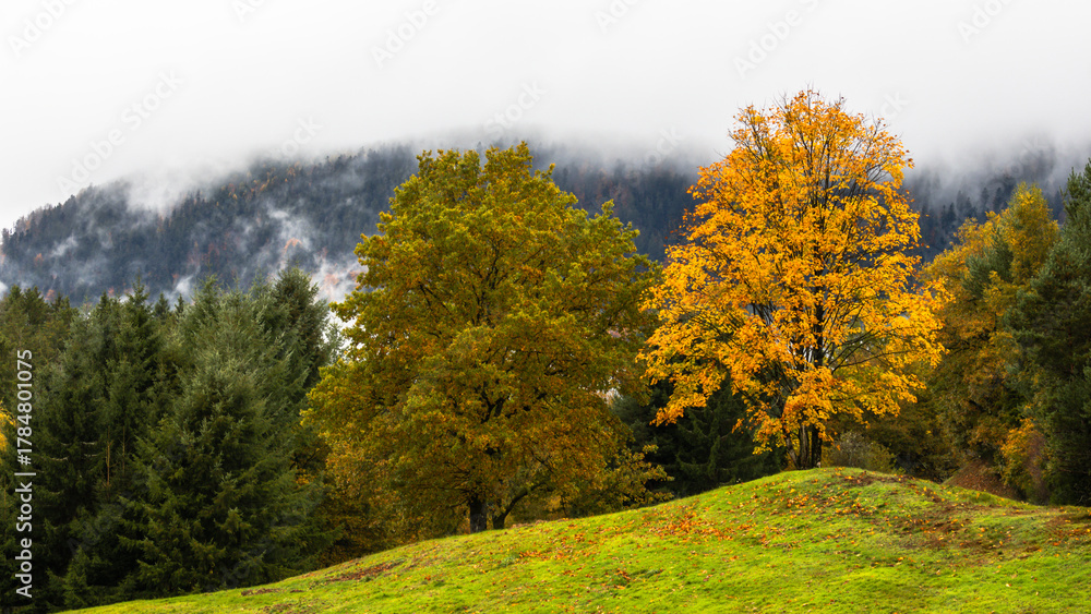 Fototapeta premium Arbres en Automne 