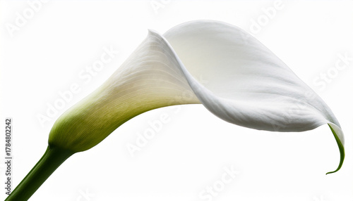 White Calla Lily Isolated On White