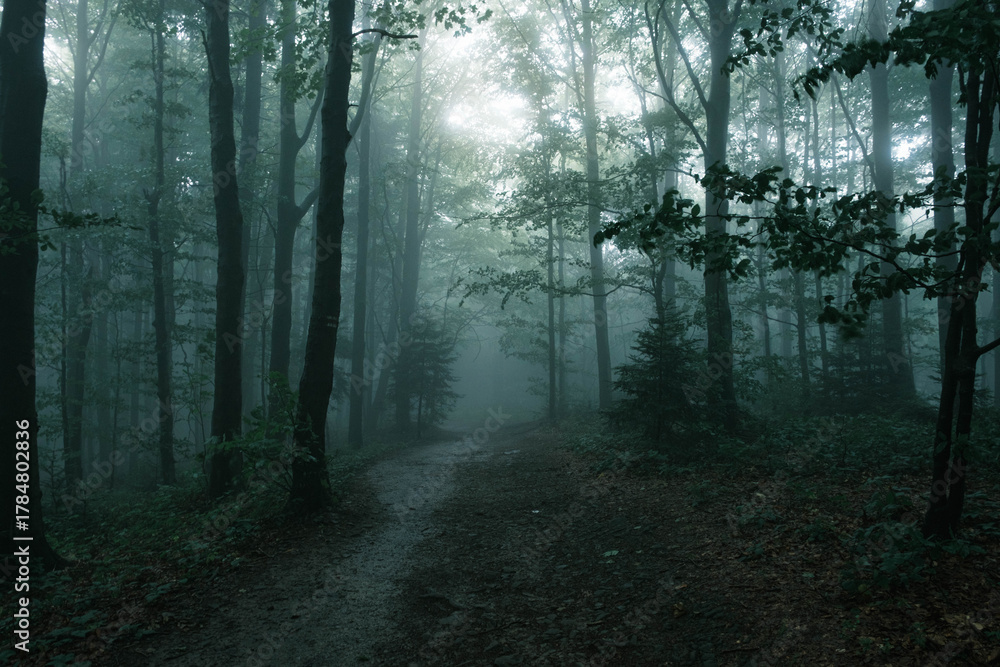 Obraz premium Hiking trail in a foggy mountain forest.