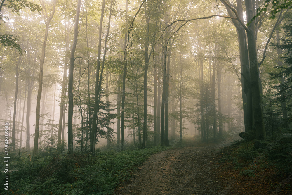 Obraz premium Hiking trail in a foggy mountain forest.