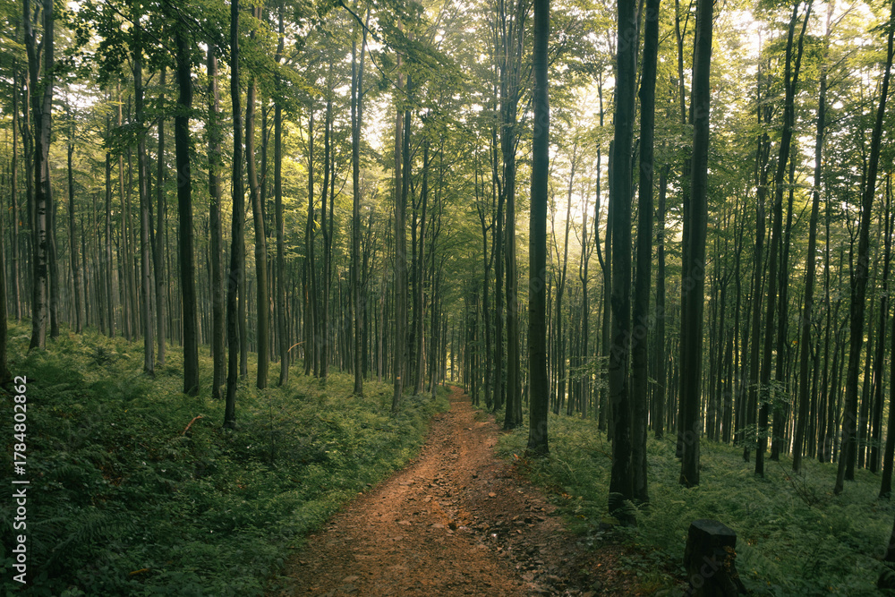 Obraz premium Hiking trail in the misty mountain forest.