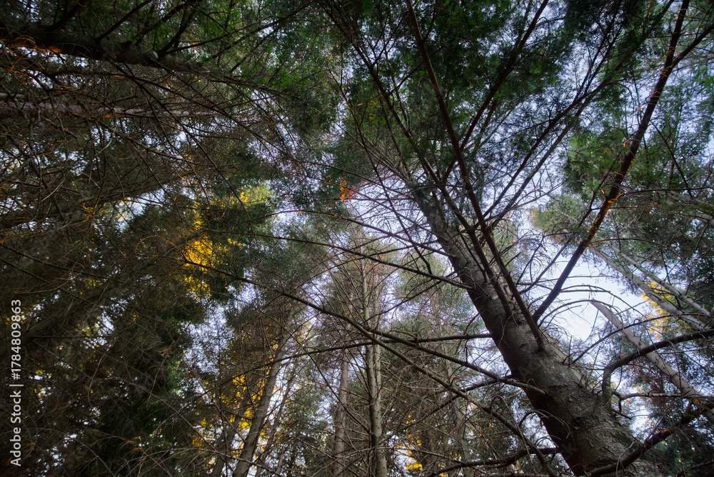 Fototapeta premium immerso nella pineta