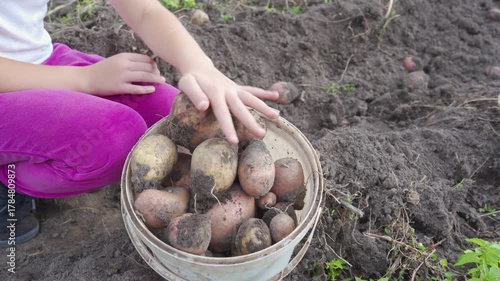 potato harvest in the field, child in autumn collects potatoes in a bucket, harvesting vegetables in the fall in the field