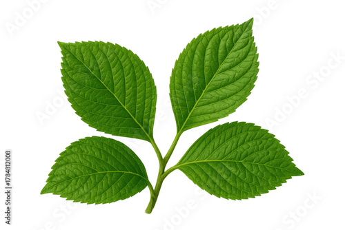 Green leaves on a branching sprig, growing fresh foliage, representing nature, environment, and ecological vitality