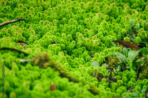 Tableau sur toile Sphagnum moss in swamp forest