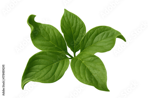 Fresh green plant sprig with multiple leaves depicting nature, growth, and organic beauty on transparent background