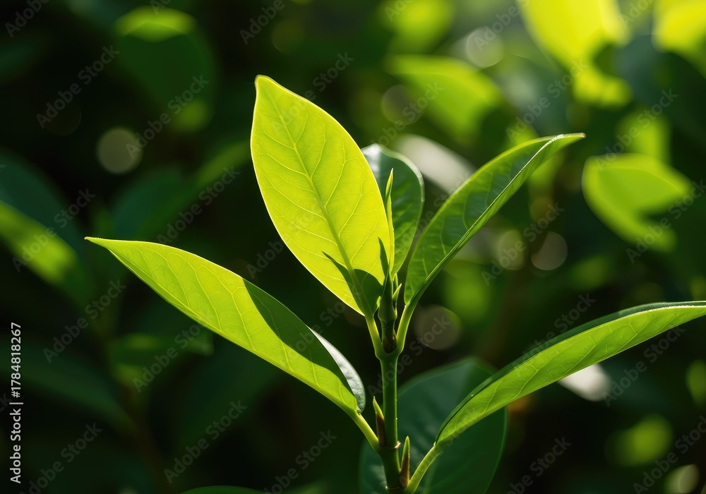 Obraz premium An extreme close-up of lush, electric green leaves illuminated by harsh, direct midday sunlight, emphasizing vibrant saturation and life ,jungle ,garden ,texture