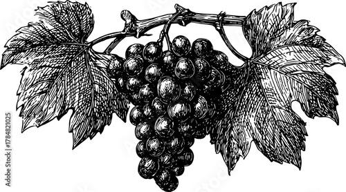 Vintage black outline illustration of grapes and leaves. Detailed botanical vector set showcasing nature and fruit in a classic style.