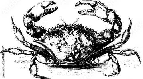 Illustration of a crab in vintage engraving style. Detailed black outline vector illustration depicting marine life in its natural habitat.