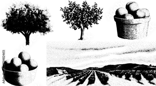 Trees and fruit in black and white. Vector illustration of a rural landscape with olive trees, a basket, and rolling fields set in a detailed design.