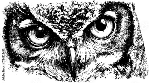 Owl closeup vector illustration in detailed black and white highlighting the bird's expressive eyes and textured feathers.