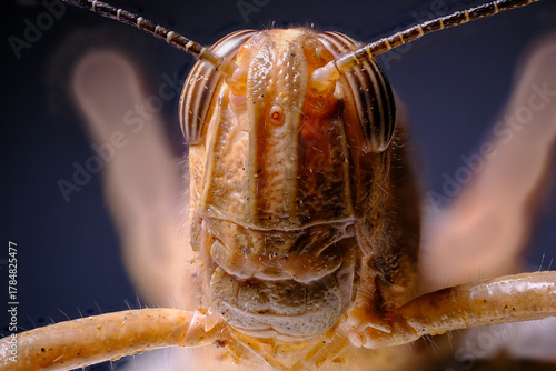 Bilde på lerret Orthopteran close-up: Focus stacking captures the head, eyes, and antennae of a