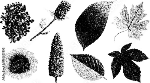 Silhouettes of various plants in an engraved style. Elegant black vector illustration set depicting nature with vintage details.