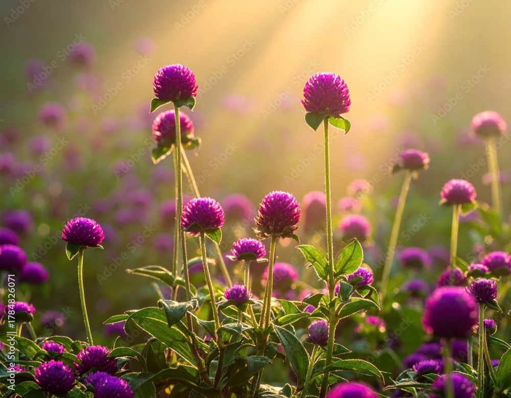 Fototapeta premium Field of purple globe amaranth flowers bathed in warm sunlight