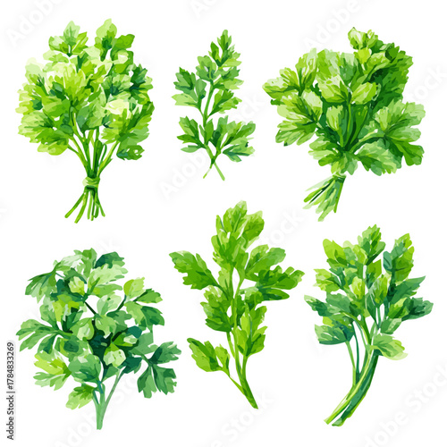 Vector illustration set, eps format, My Watercolor illustration, set of green bunches of parsley in flight Set painting isolated on a white background, EPS painting design