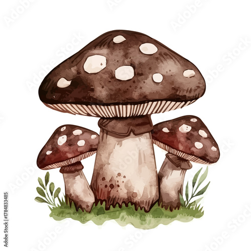 Vector illustration set, eps format, My Watercolor illustration, mushroom Set painting isolated on a white background, EPS painting design