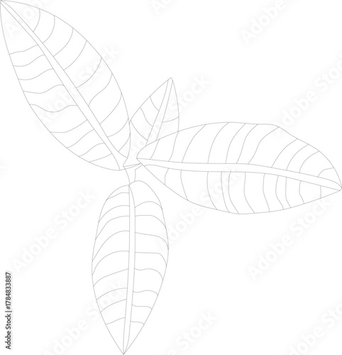 Vector house plant top view of begonia leaves