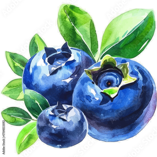 2D design Vector illustration, My Watercolor, hand-painted, simple, sliced blue berry painting illustration isolated on a white background, EPS format design. vector design