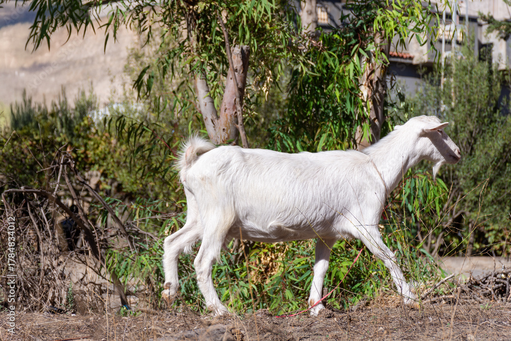 Obraz premium A white goat grazing in the field in A village.