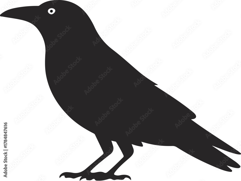 Fototapeta premium Black crow vector illustration with white eye and leg patch standing isolated on a black background