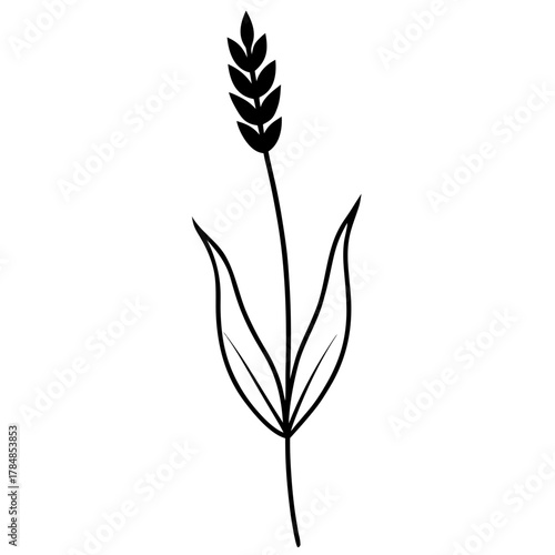wheat isolated on white background