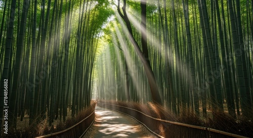 Pathway through dense bamboo forest; sunlight streams between the tall stalks