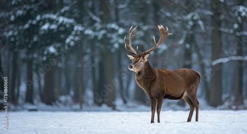 Wallpaper Mural A large majestic male deer, a magnificent stag (hart), standing peacefully in a secluded forest environment covered in deep winter snow ,outdoors ,natural habitat ,freezing Torontodigital.ca