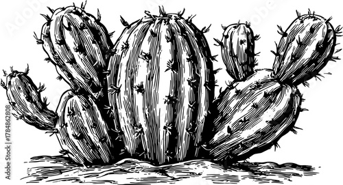 Cactus plant with spines and succulent texture in a handdrawn ink sketch. Black and white botanical vintage vector illustration.