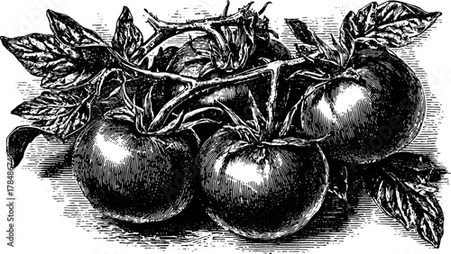 Tomato vegetable engravings in vintage style. Detailed black and white illustration featuring a set of tomatoes on a branch, vector graphic.