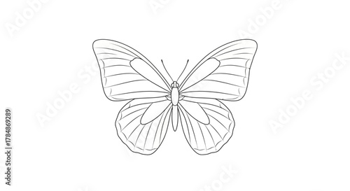 Elegant line art butterfly illustration perfect for nature projects, children's books, and decorative designs adding whimsical charm.